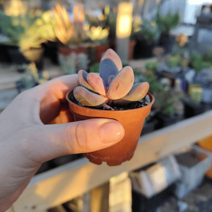 Pachyphytum Ganzhou 5
