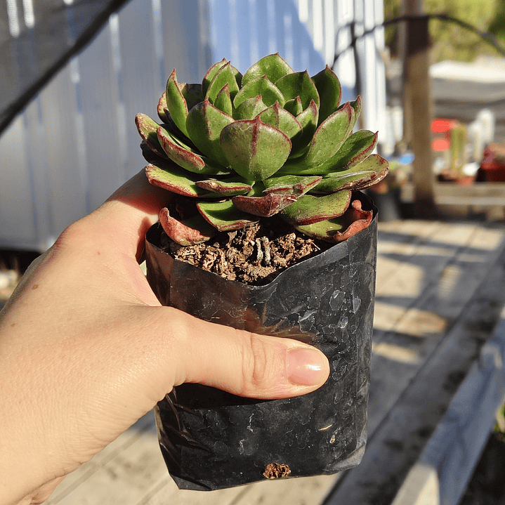 Echeveria Joan Daniels 2