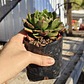 Echeveria Joan Daniels - Miniatura 2