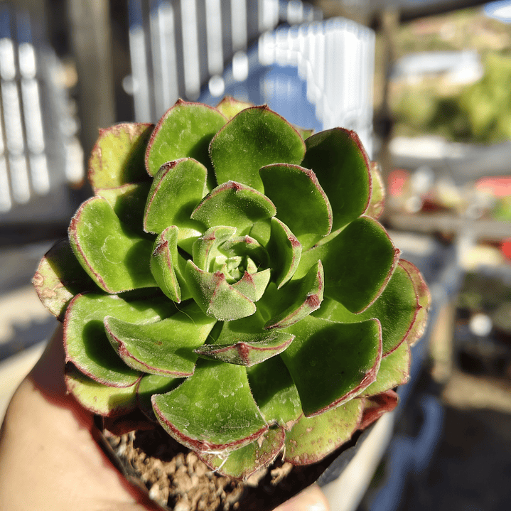 Echeveria Joan Daniels 4