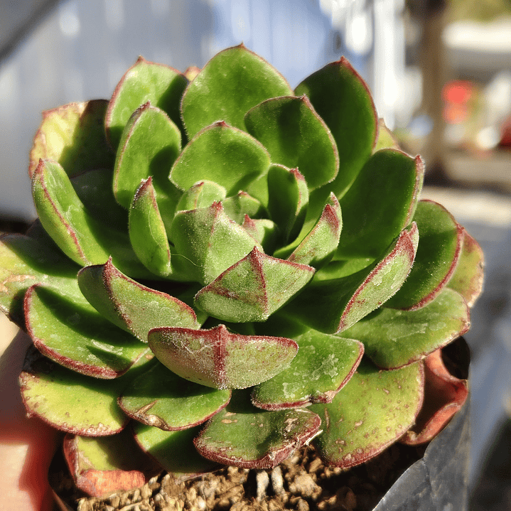 Echeveria Joan Daniels 1