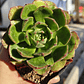 Echeveria Joan Daniels - Miniatura 3