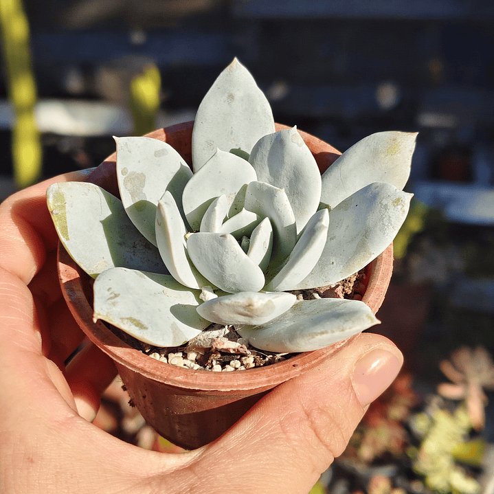 Echeveria Cali Argentea 1