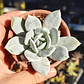 Echeveria Cali Argentea - Miniatura 3