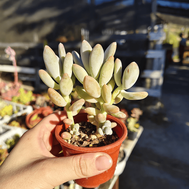 Pachyphytum Glatinicaule 4