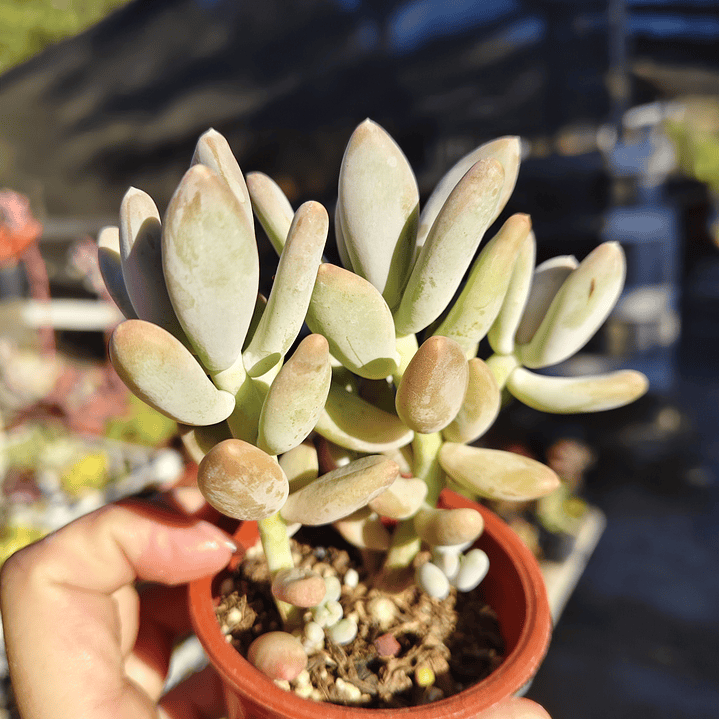 Pachyphytum Glatinicaule 2