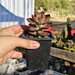 Graptosedum California Sunset - Miniatura 5