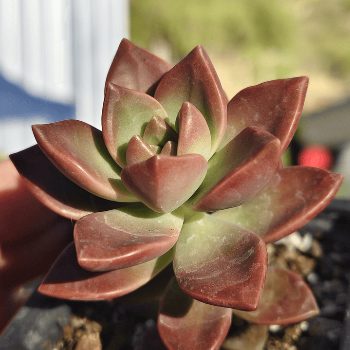 Graptosedum California Sunset 3
