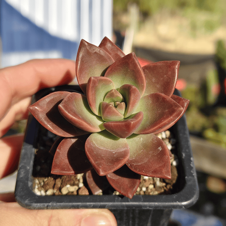 Graptosedum California Sunset 4