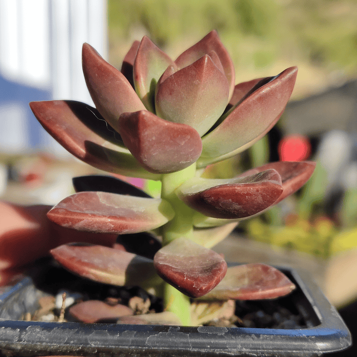 Graptosedum California Sunset 2