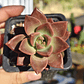 Graptosedum California Sunset - Miniatura 1