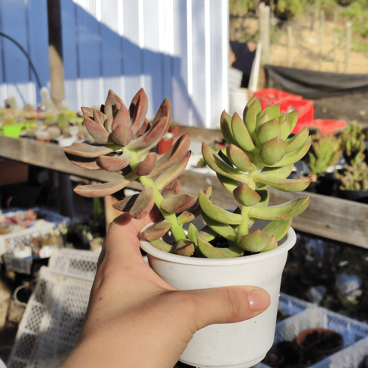 Duo: California sunset + Golden glow 2