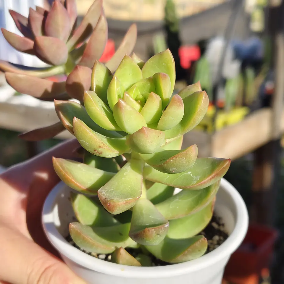 Duo: California sunset + Golden glow 5