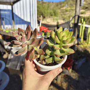 Duo: California sunset + Golden glow