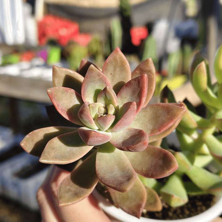 Duo: California sunset + Golden glow 3