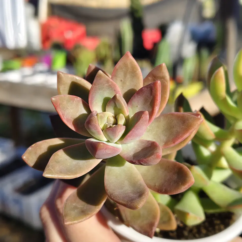 Duo: California sunset + Golden glow 3