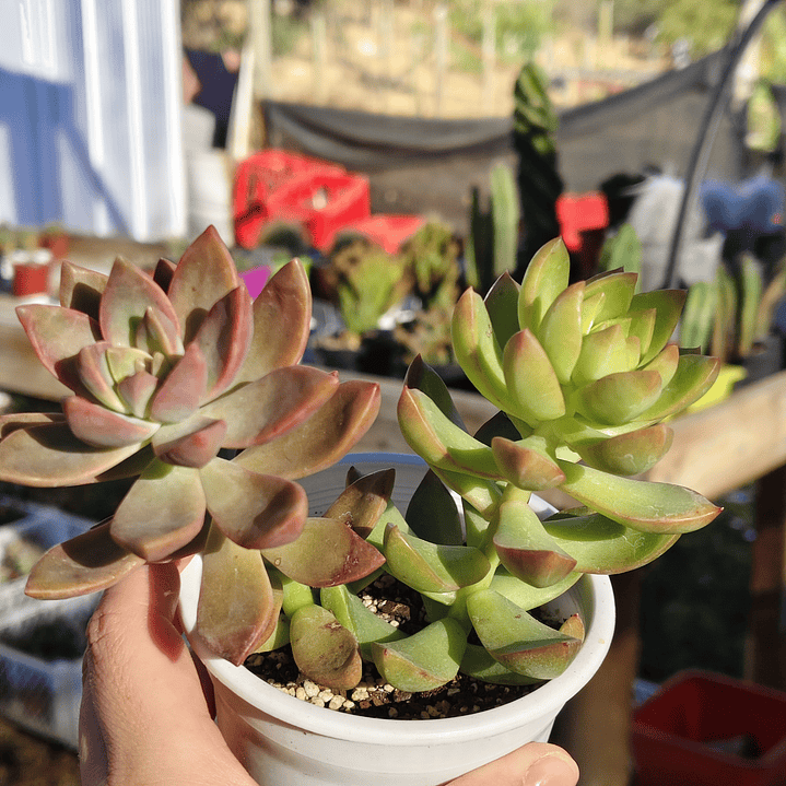 Duo: California sunset + Golden glow 4