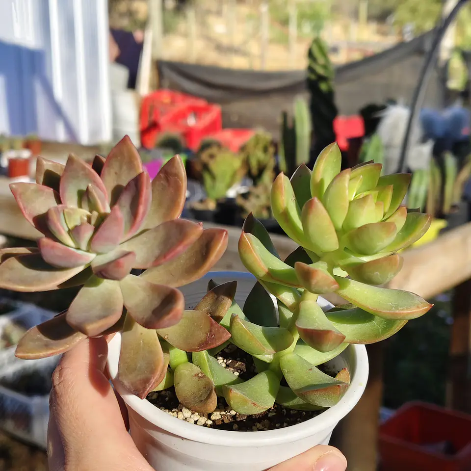 Duo: California sunset + Golden glow 4