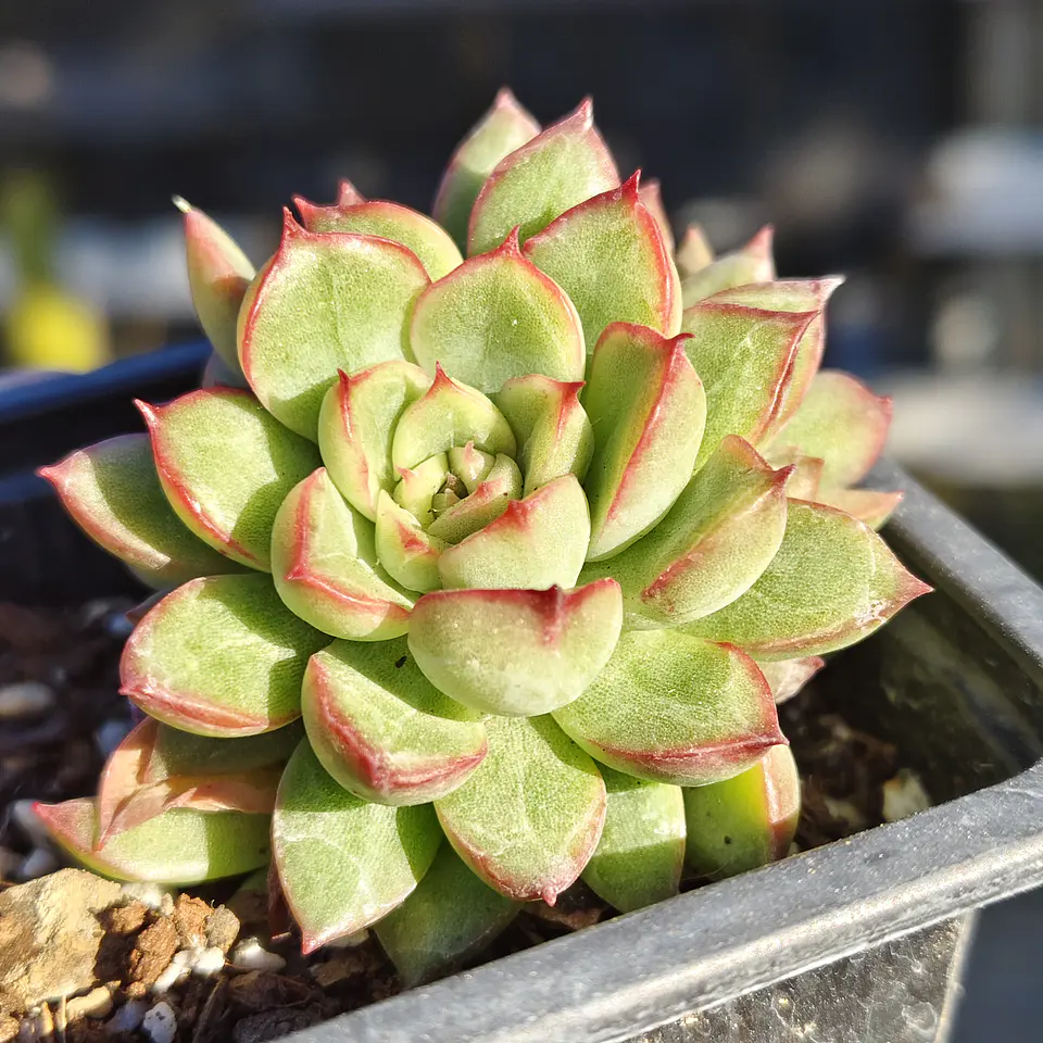Echeveria Mebina 1
