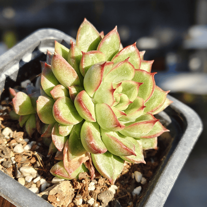 Echeveria Mebina 2