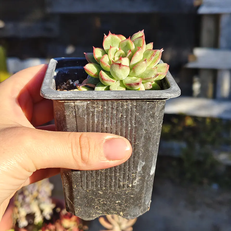 Echeveria Mebina 3