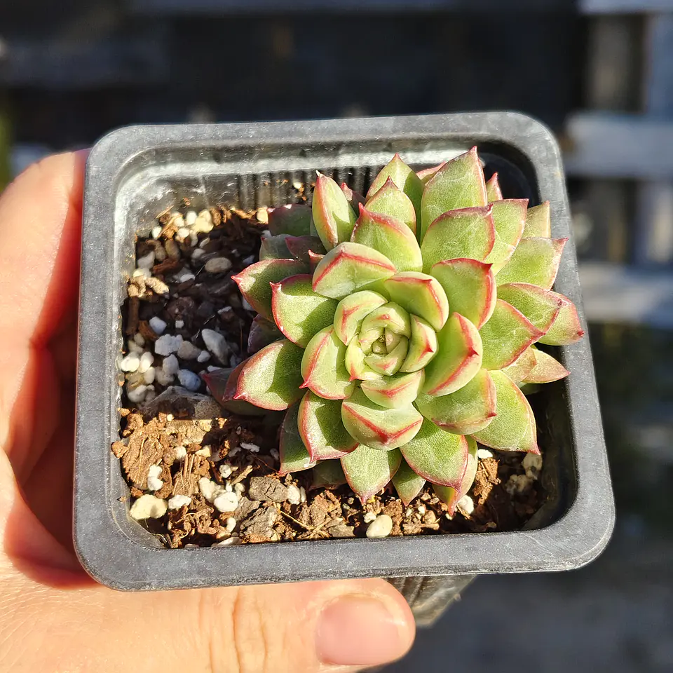 Echeveria Mebina 4