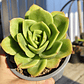 Echeveria Gilva - Miniatura 4