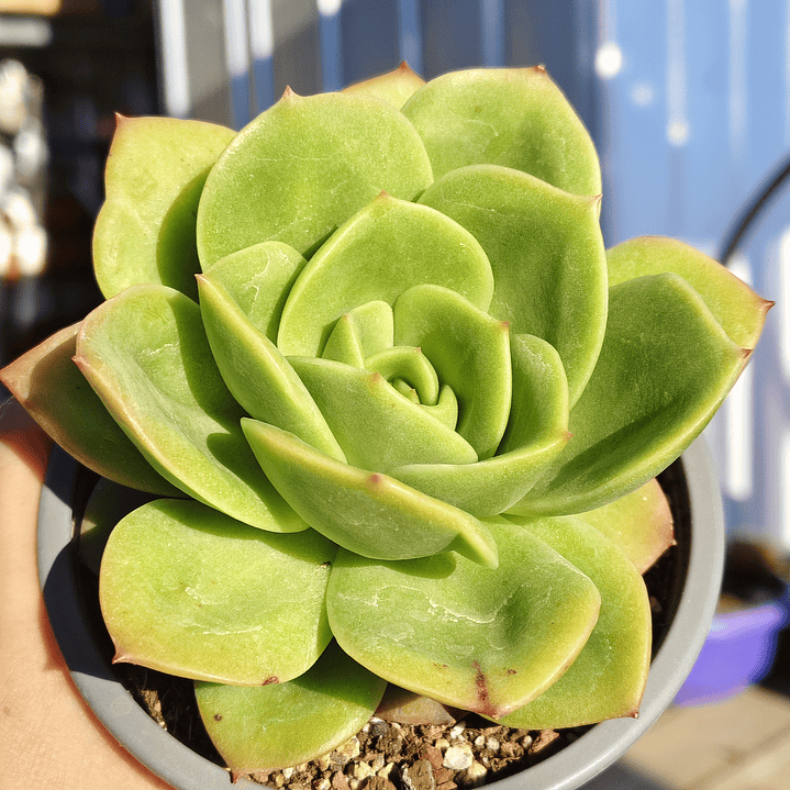 Echeveria Gilva 1