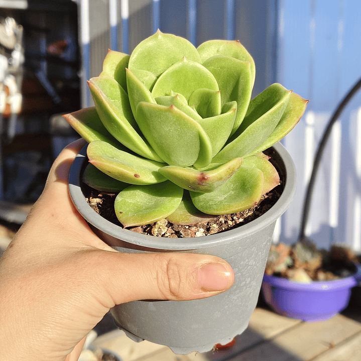 Echeveria Gilva 3