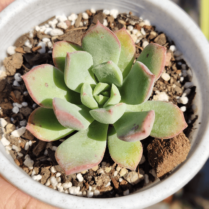 Echeveria Graesneri 1