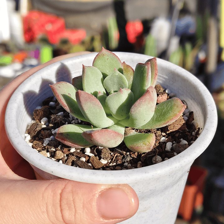 Echeveria Graesneri 4