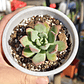 Echeveria Graesneri - Miniatura 3