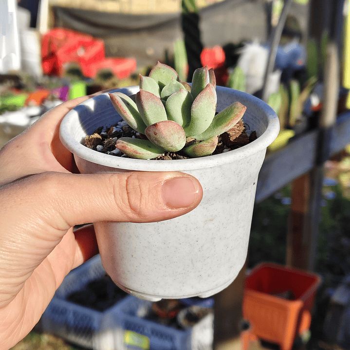Echeveria Graesneri 2