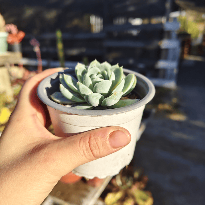 Echeveria Elegans 3