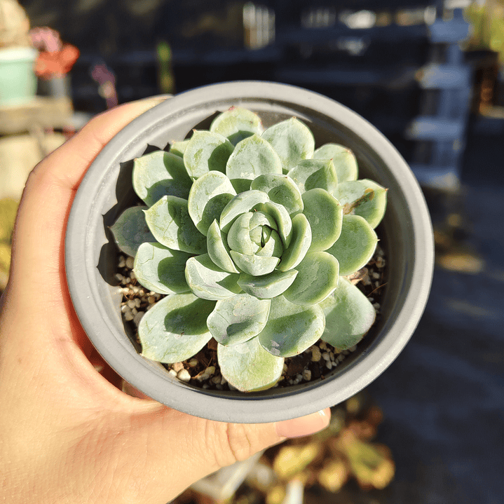Echeveria Elegans 4