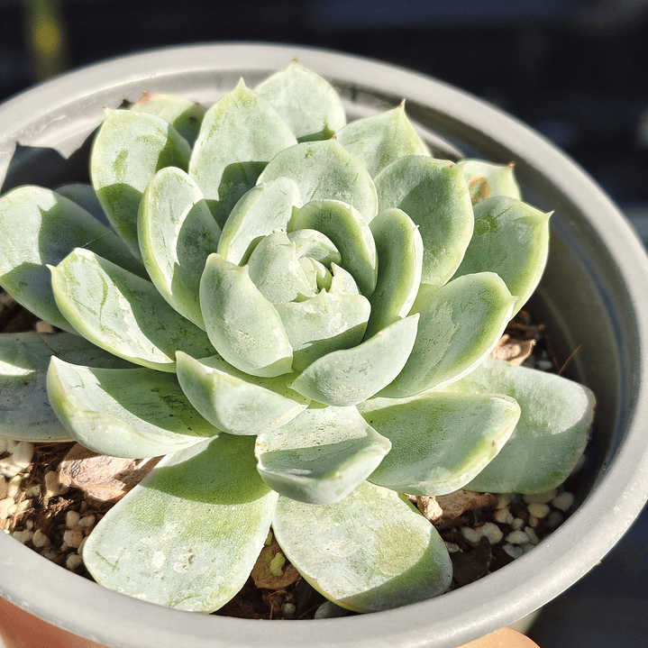 Echeveria Elegans 2