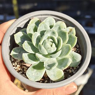 Echeveria Elegans