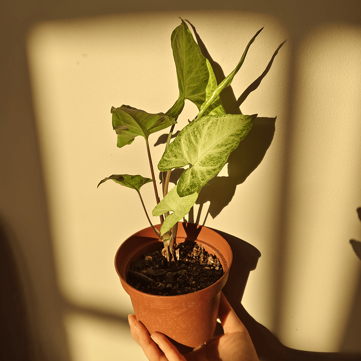 Singonio Plateado  1