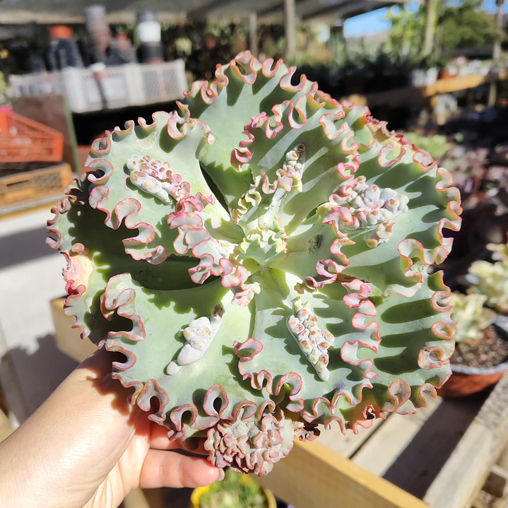 Echeveria Sea Dragon carunculada  3