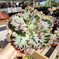 Echeveria Sea Dragon carunculada  - Miniatura 3