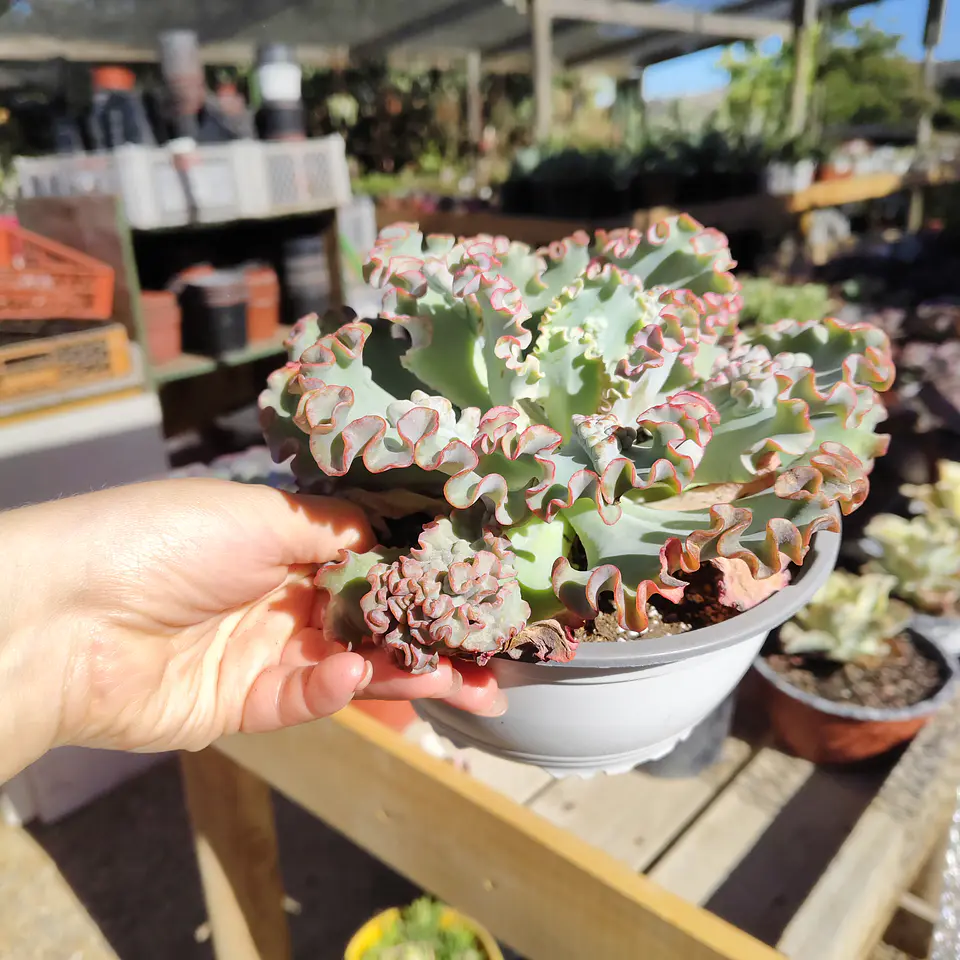 Echeveria Sea Dragon carunculada  2