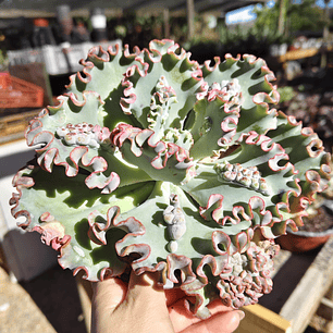 Echeveria Sea Dragon carunculada 
