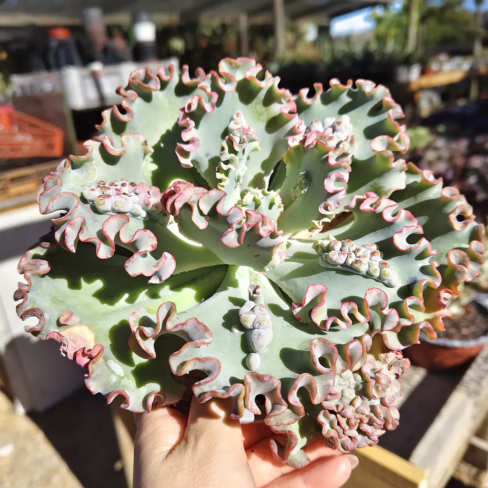 Echeveria Sea Dragon carunculada  1