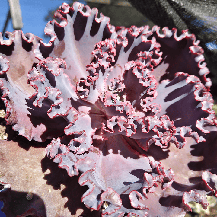 Echeveria Janet Naylor  3