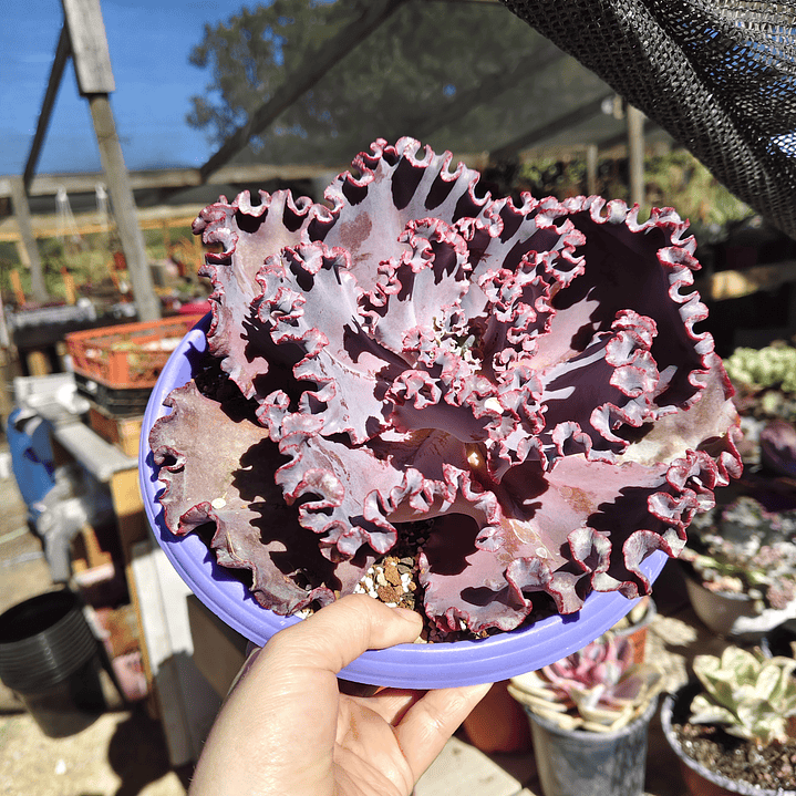 Echeveria Janet Naylor  2