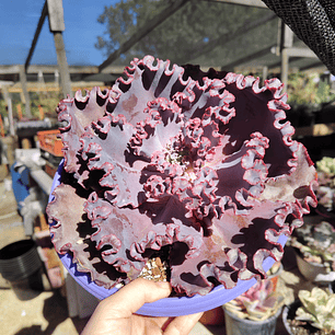 Echeveria Janet Naylor 