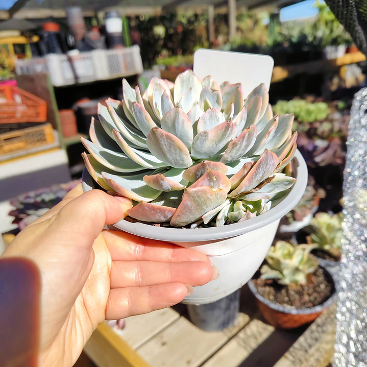 Echeveria Subsessilis Variegada  3