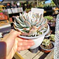 Echeveria Subsessilis Variegada  - Miniatura 3