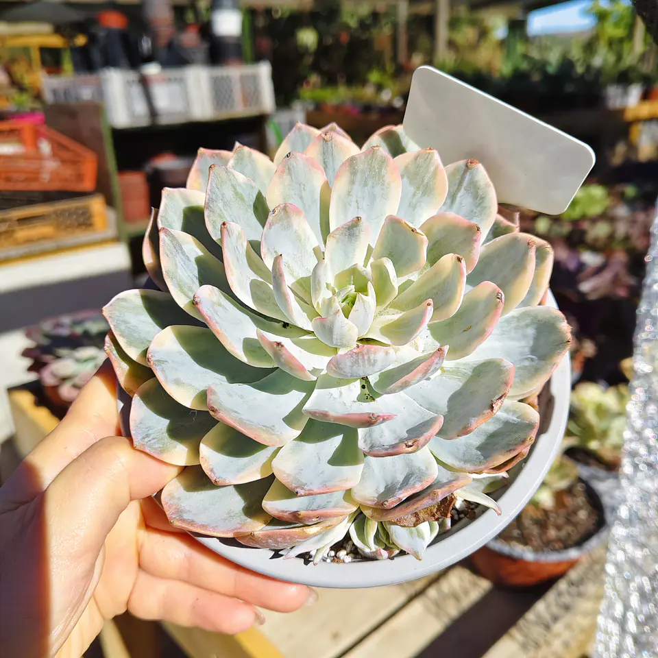 Echeveria Subsessilis Variegada  1