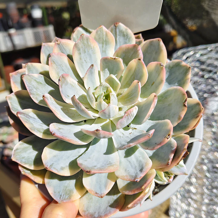 Echeveria Subsessilis Variegada  2
